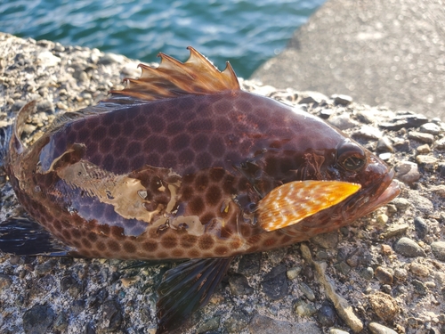 オオモンハタの釣果