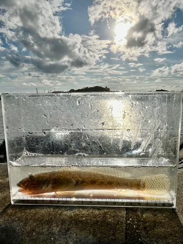 マハゼの釣果