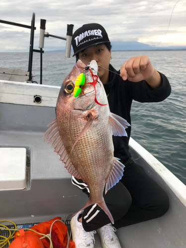 マダイの釣果