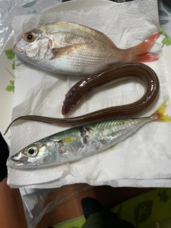 タイの釣果