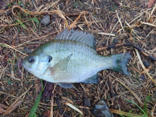 ブルーギルの釣果