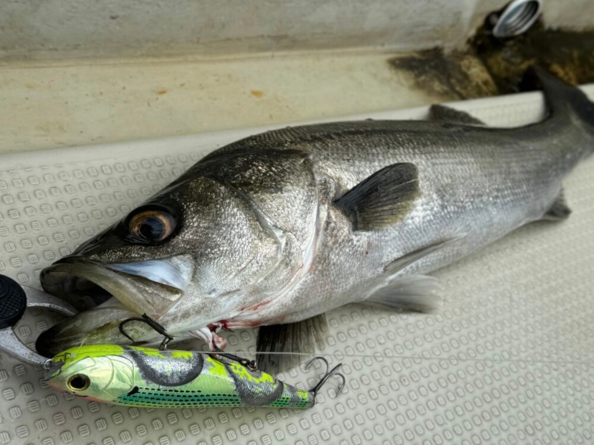 KAZUボート 釣果さんの釣果 2枚目の画像