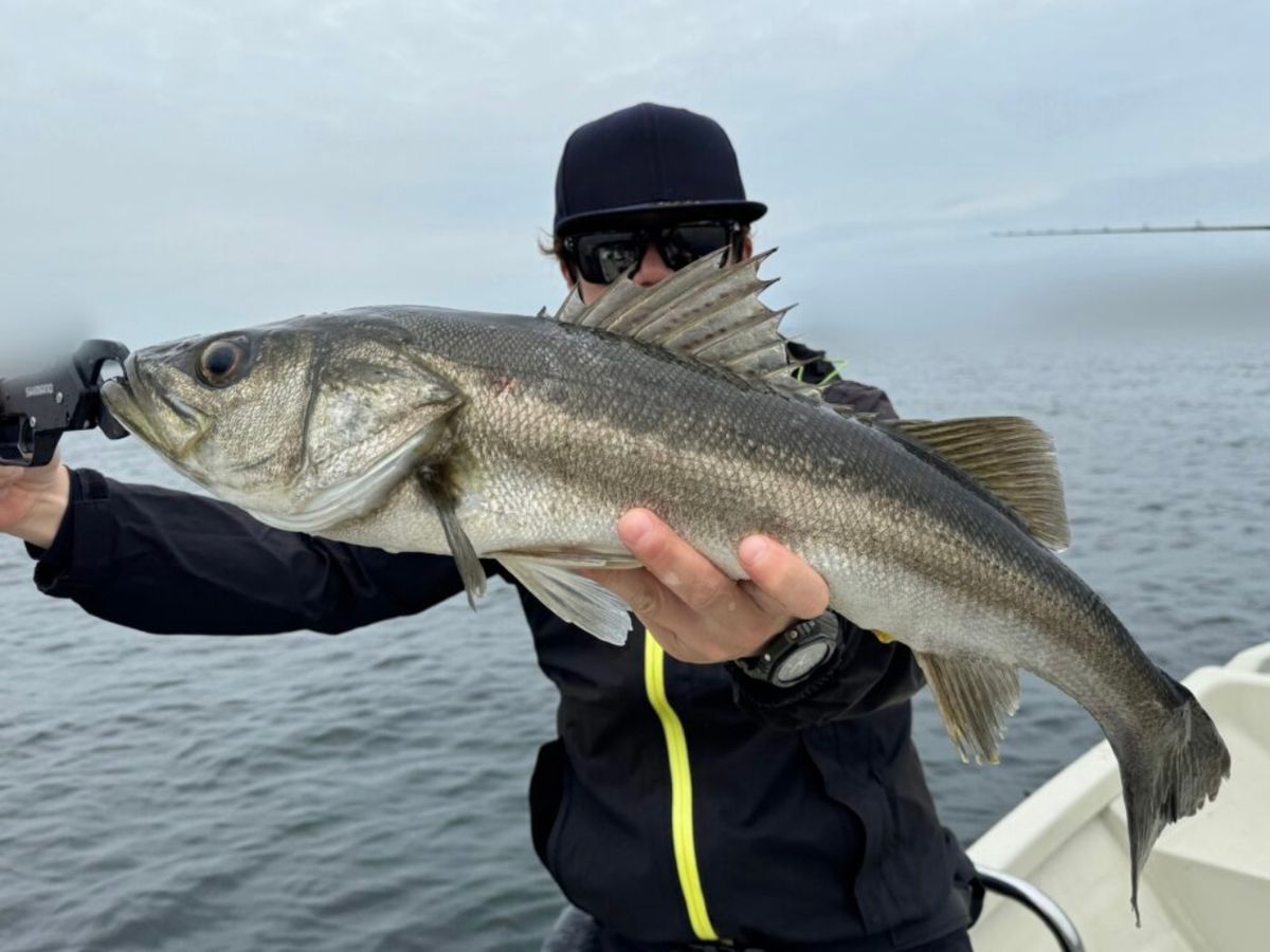 KAZUボート 釣果さんの釣果 3枚目の画像