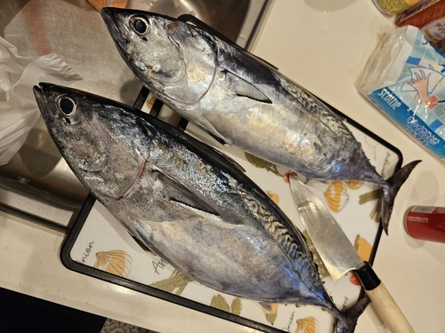 カツオの釣果