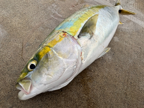 ハマチの釣果