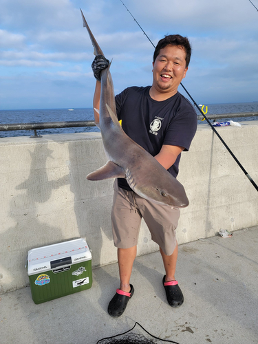 サメの釣果