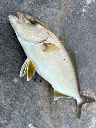 カンパチの釣果