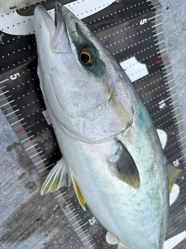 ハマチの釣果