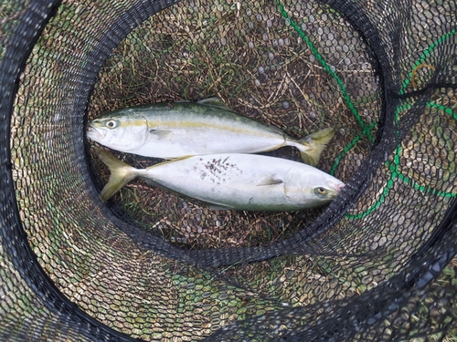 イナダの釣果