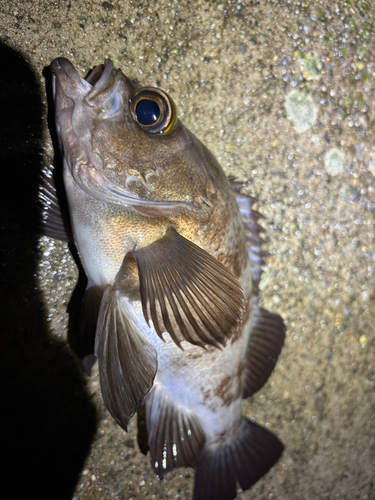 メバルの釣果