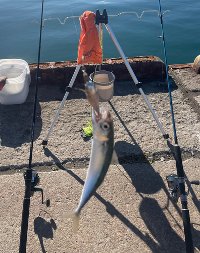 サバの釣果