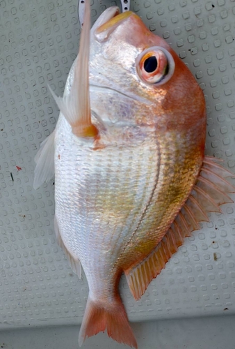 レンコダイの釣果