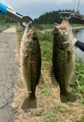 ブラックバスの釣果