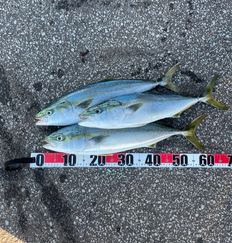 ハマチの釣果