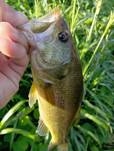 ラージマウスバスの釣果