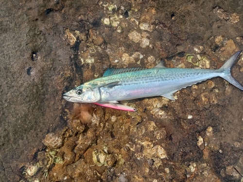 サゴシの釣果