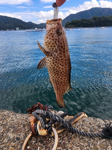 オオモンハタの釣果