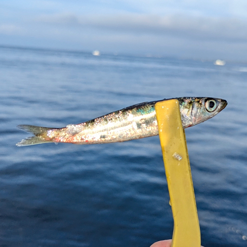 ウルメイワシの釣果