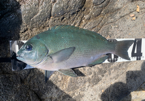 メジナの釣果