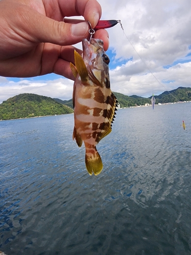 アカハタの釣果