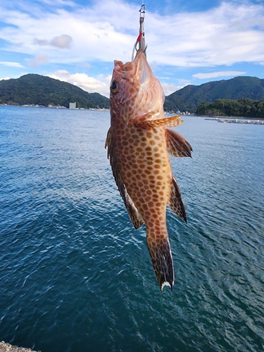 オオモンハタの釣果