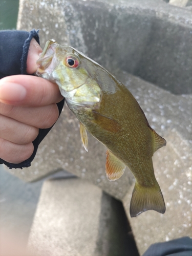 スモールマウスバスの釣果