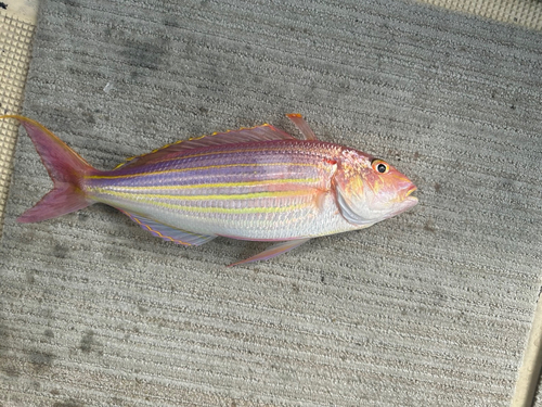 イトヨリダイの釣果