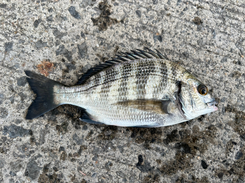 鹿児島湾北部