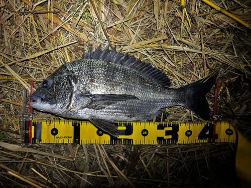 クロダイの釣果