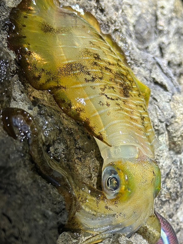 越前海岸