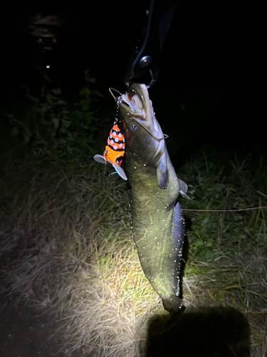 ナマズの釣果