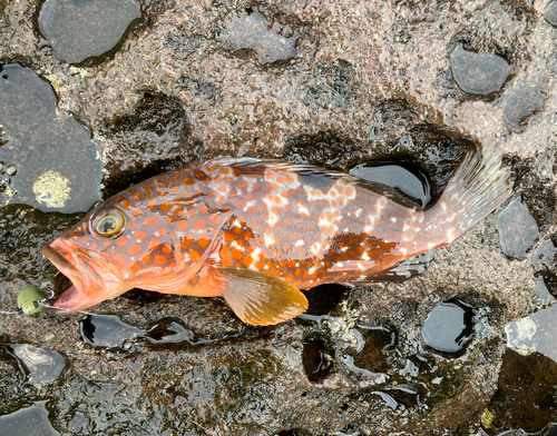 キジハタの釣果