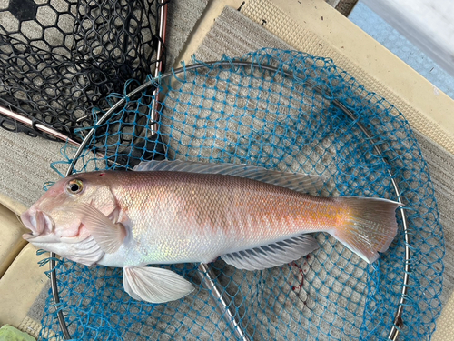 シロアマダイの釣果