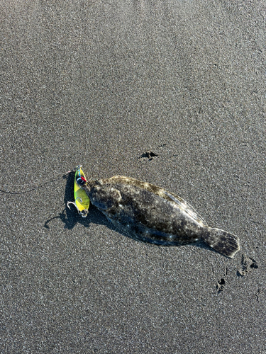 ソゲの釣果