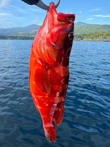 アカハタの釣果