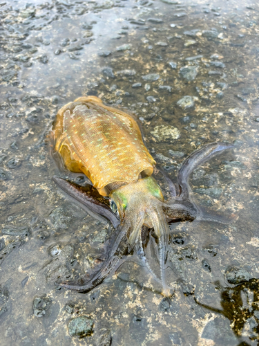 アオリイカの釣果