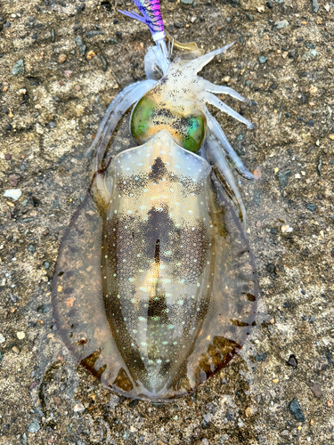 アオリイカの釣果