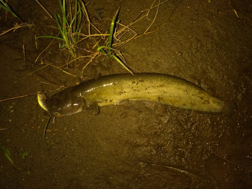 ナマズの釣果