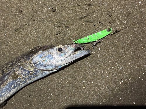 タチウオの釣果