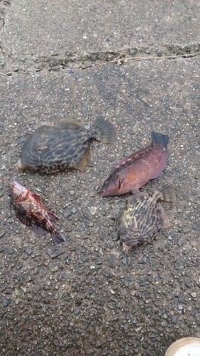 カサゴの釣果