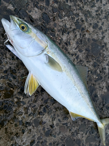 イナダの釣果