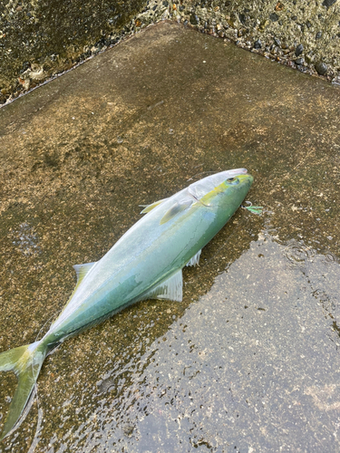 フクラギの釣果