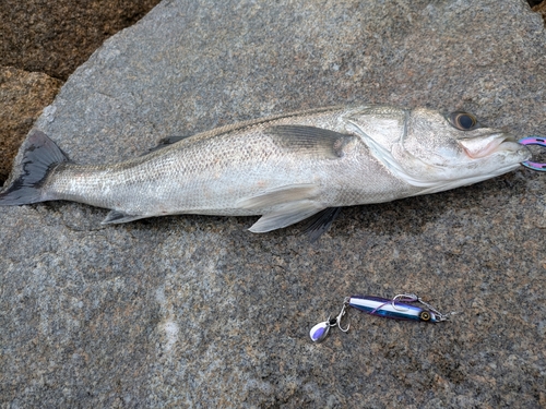 スズキの釣果