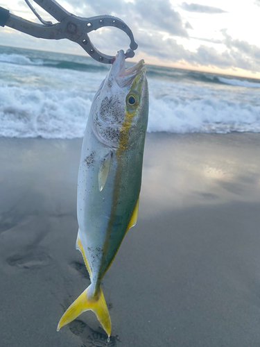 ワカシの釣果