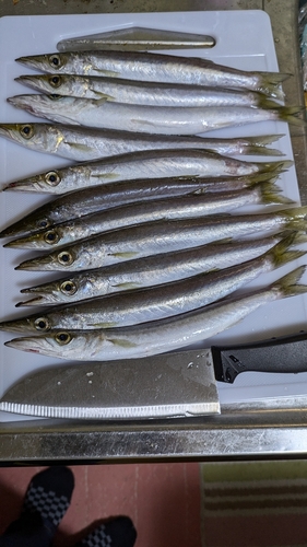 カマスの釣果