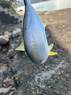 ワカシの釣果