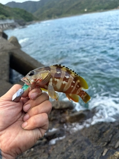 アカハタの釣果