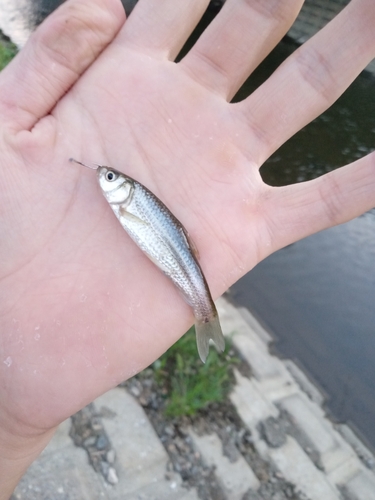 ウグイの釣果