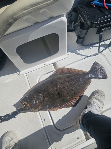 ヒラメの釣果