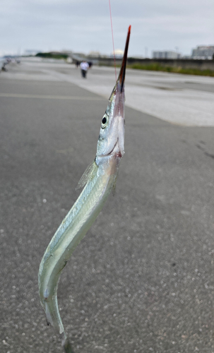 サヨリの釣果